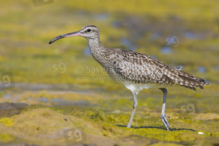 Eurasian Whimbrel